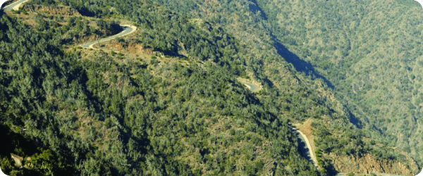 نكهات محلية