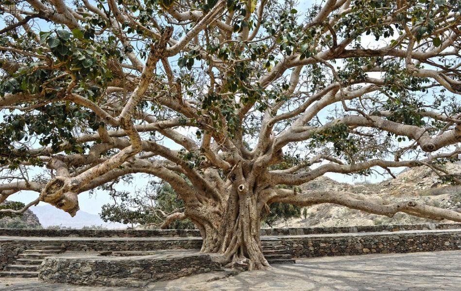 طبيعة ساحرة